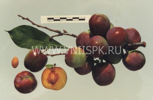Сорт сливы китайской: Орловский сувенир.