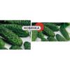 Огурец Эколь F1 / Ecol F1